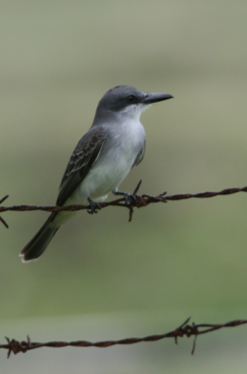 Gray Kingbird - ML325288251