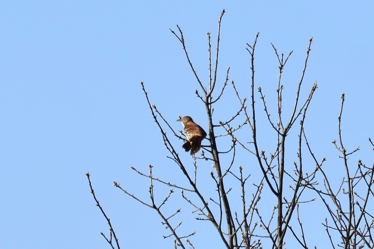 Brown Thrasher - ML325288401