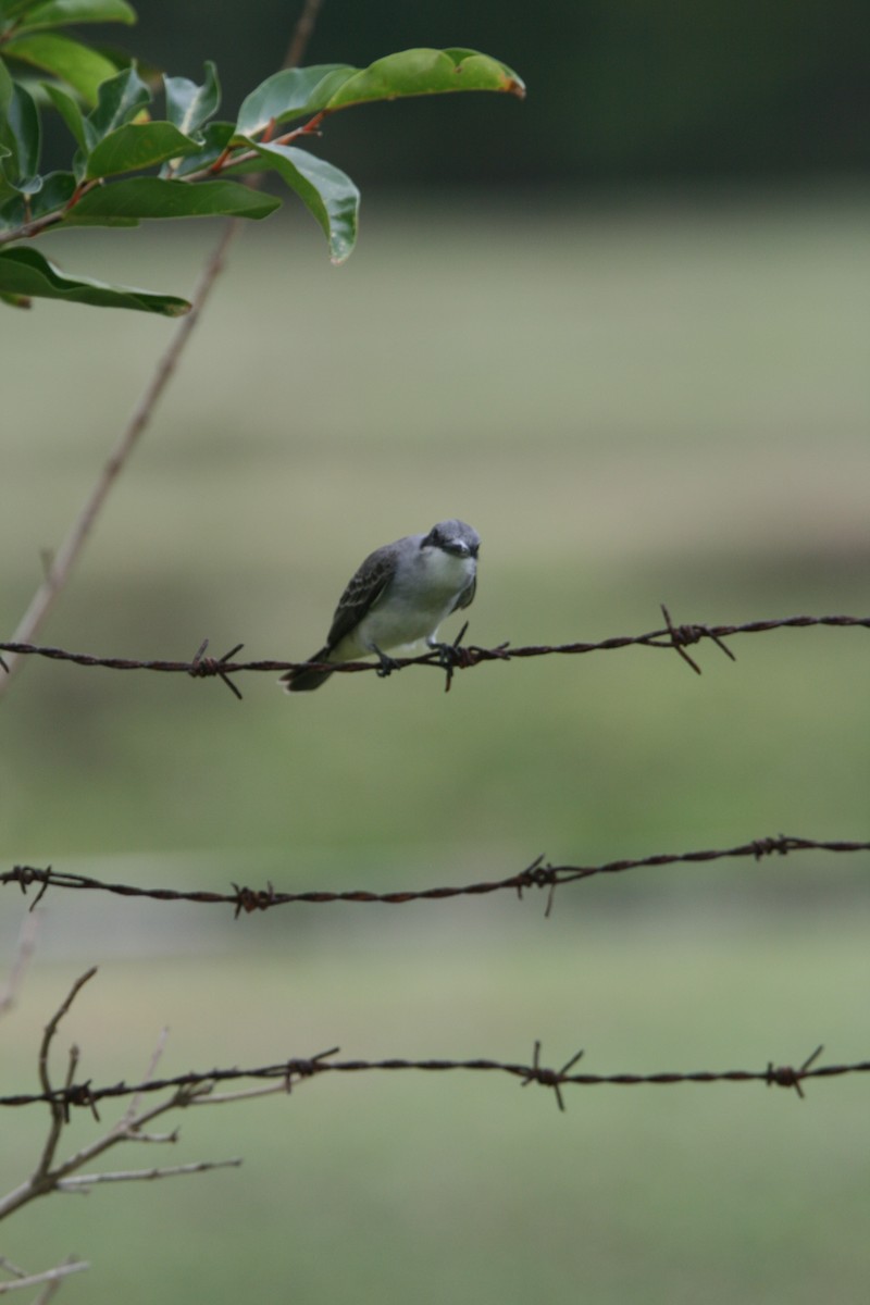 Gray Kingbird - ML325288641