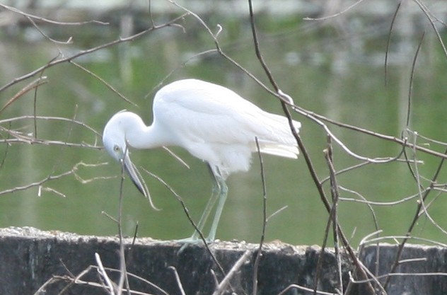 Little Blue Heron - ML325288731