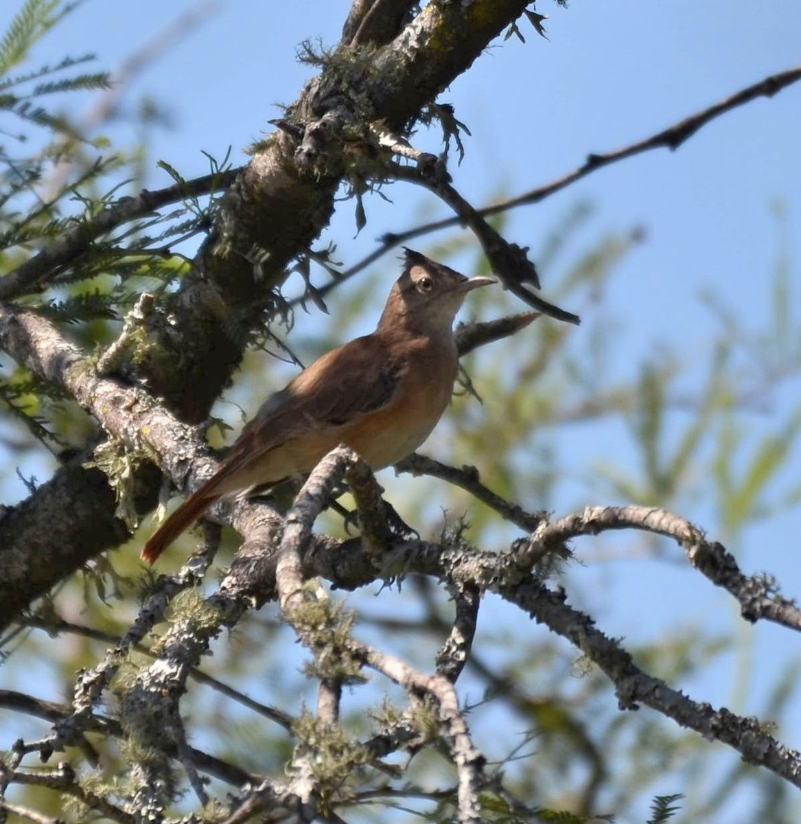 Crested Hornero - Eugenia Boggiano