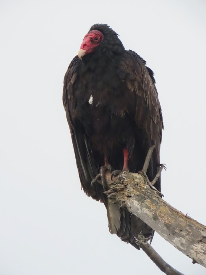Turkey Vulture - ML325290571