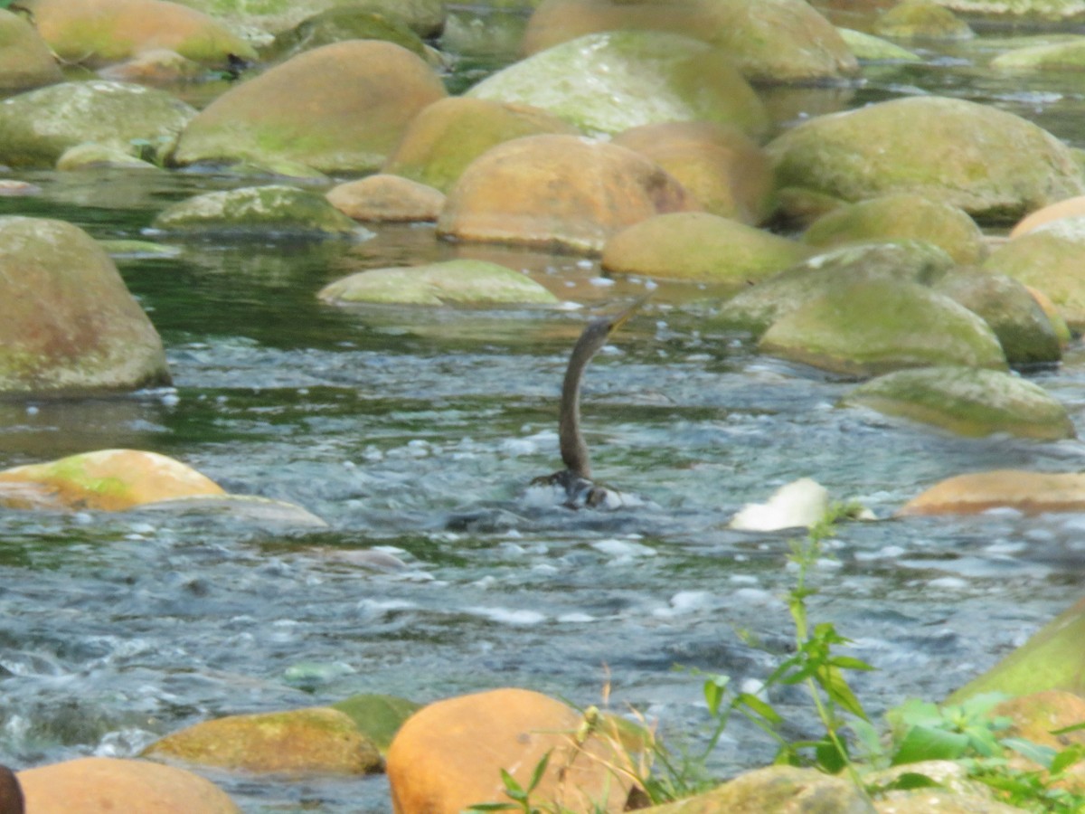 Anhinga - ML325290771