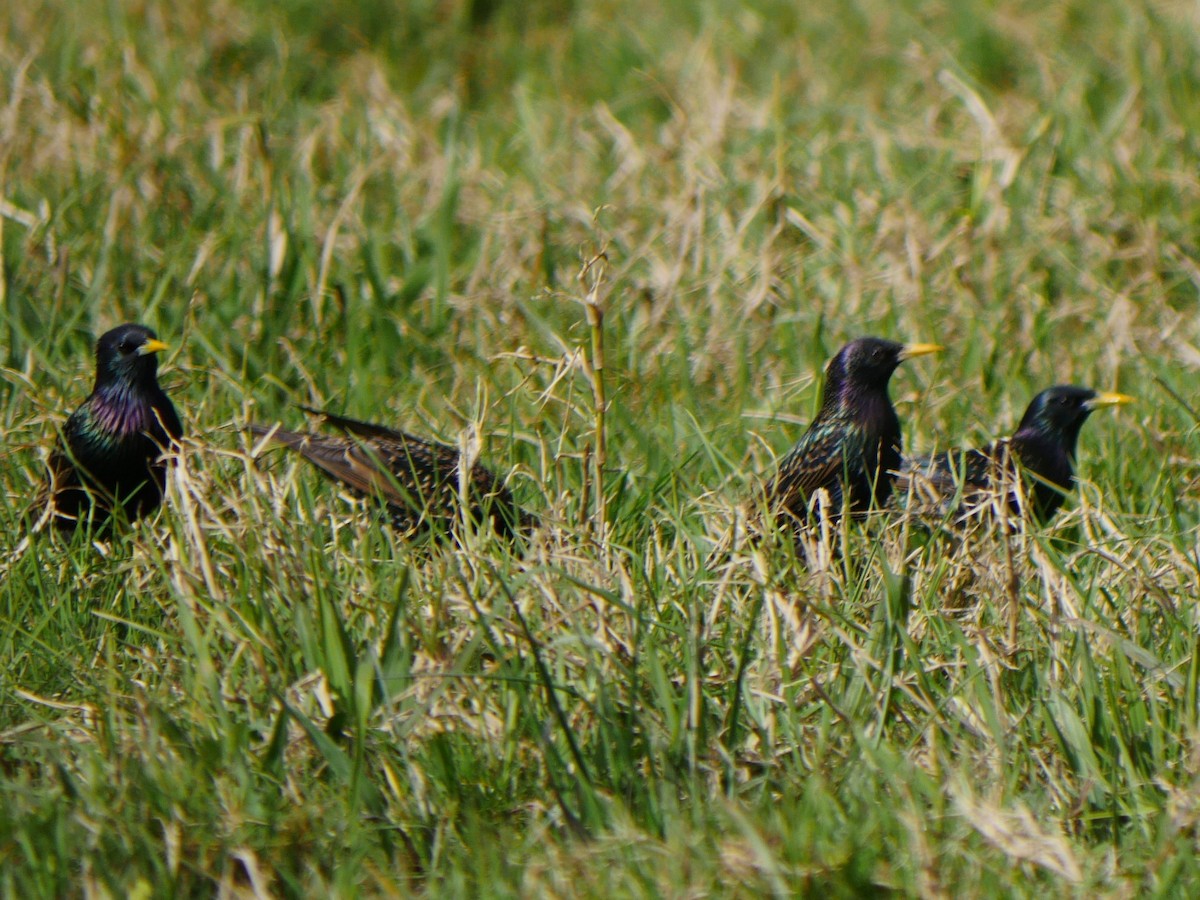 European Starling - Peter Lowe