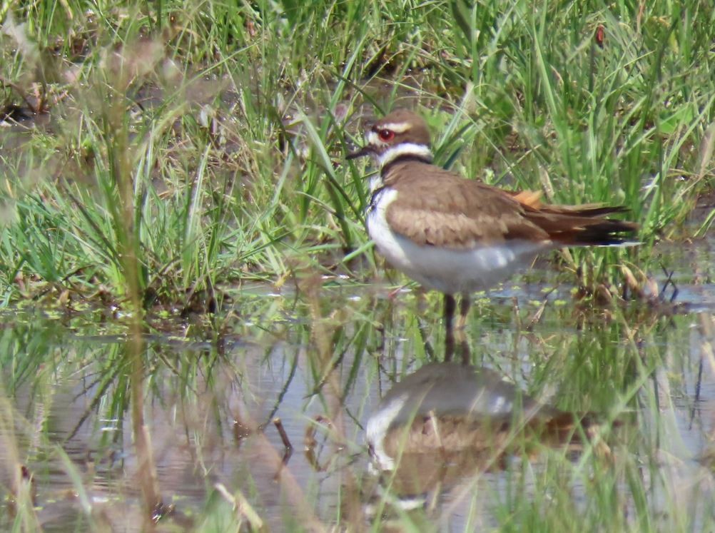 Killdeer - ML325292011