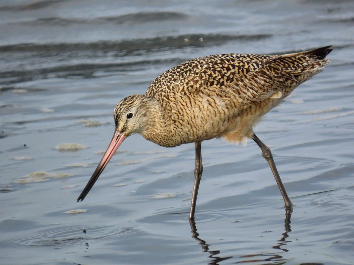 Marbled Godwit - ML325292141