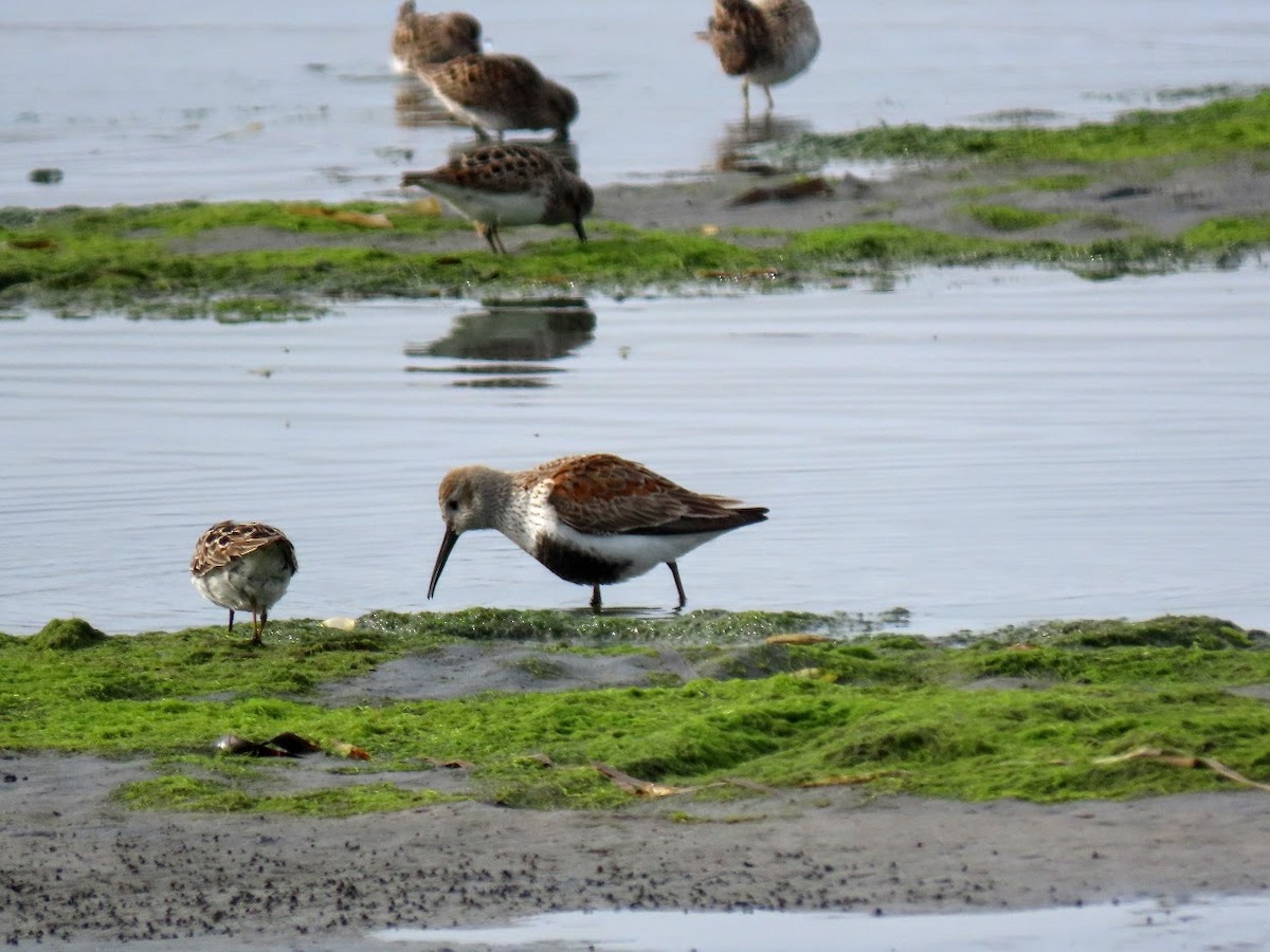 Dunlin - ML325292831