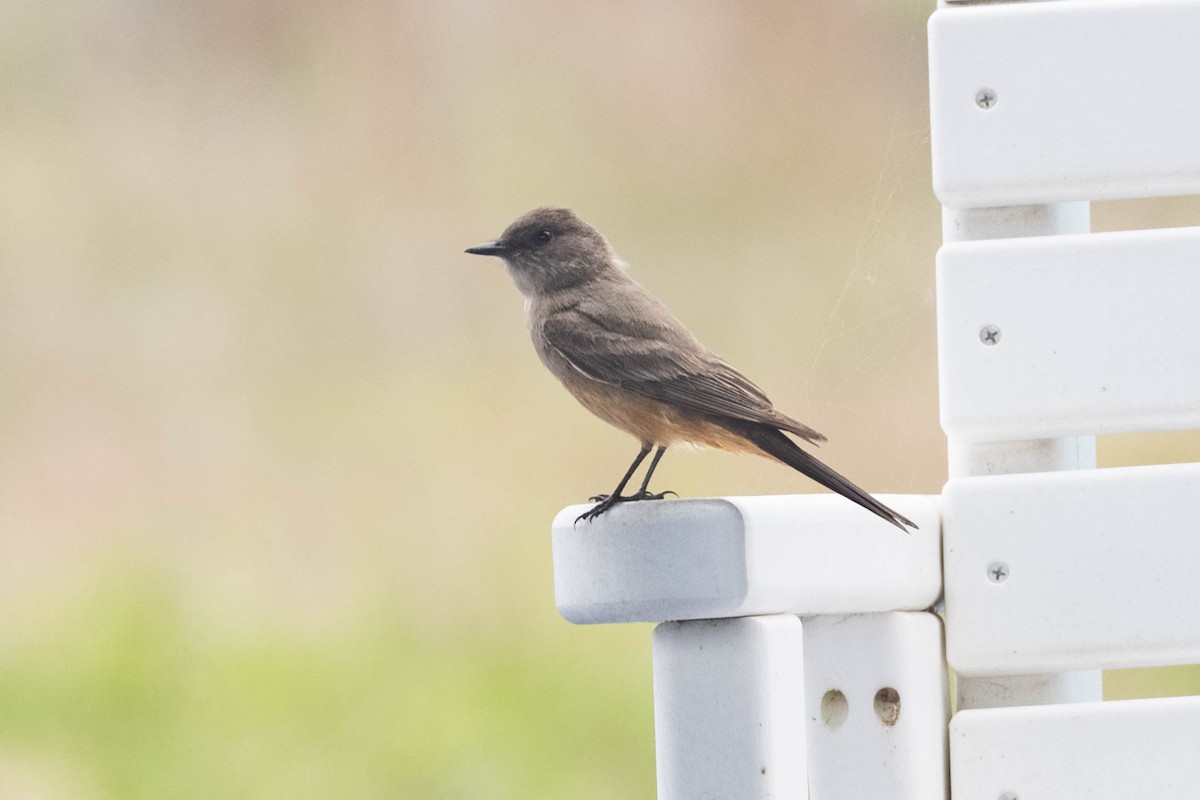 Say's Phoebe - ML325294401