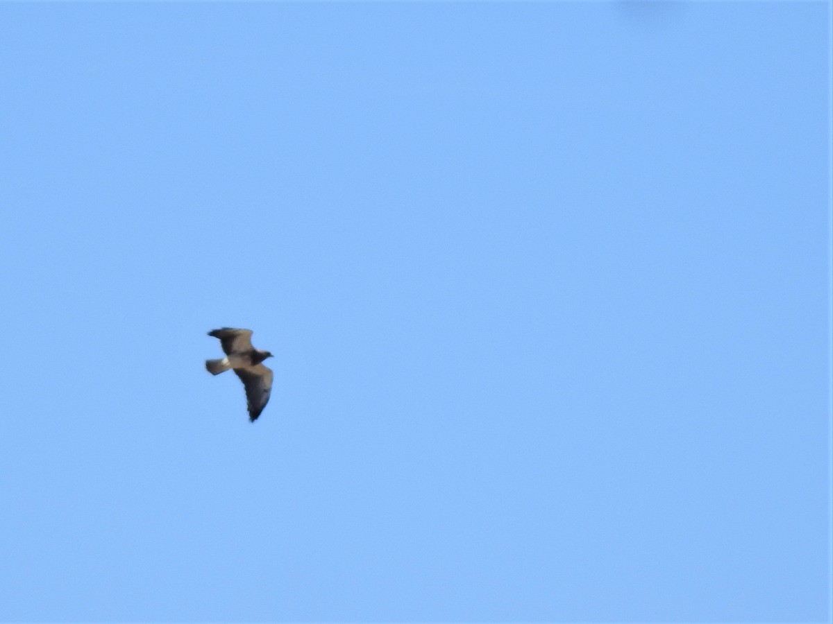 Swainson's Hawk - ML325295331
