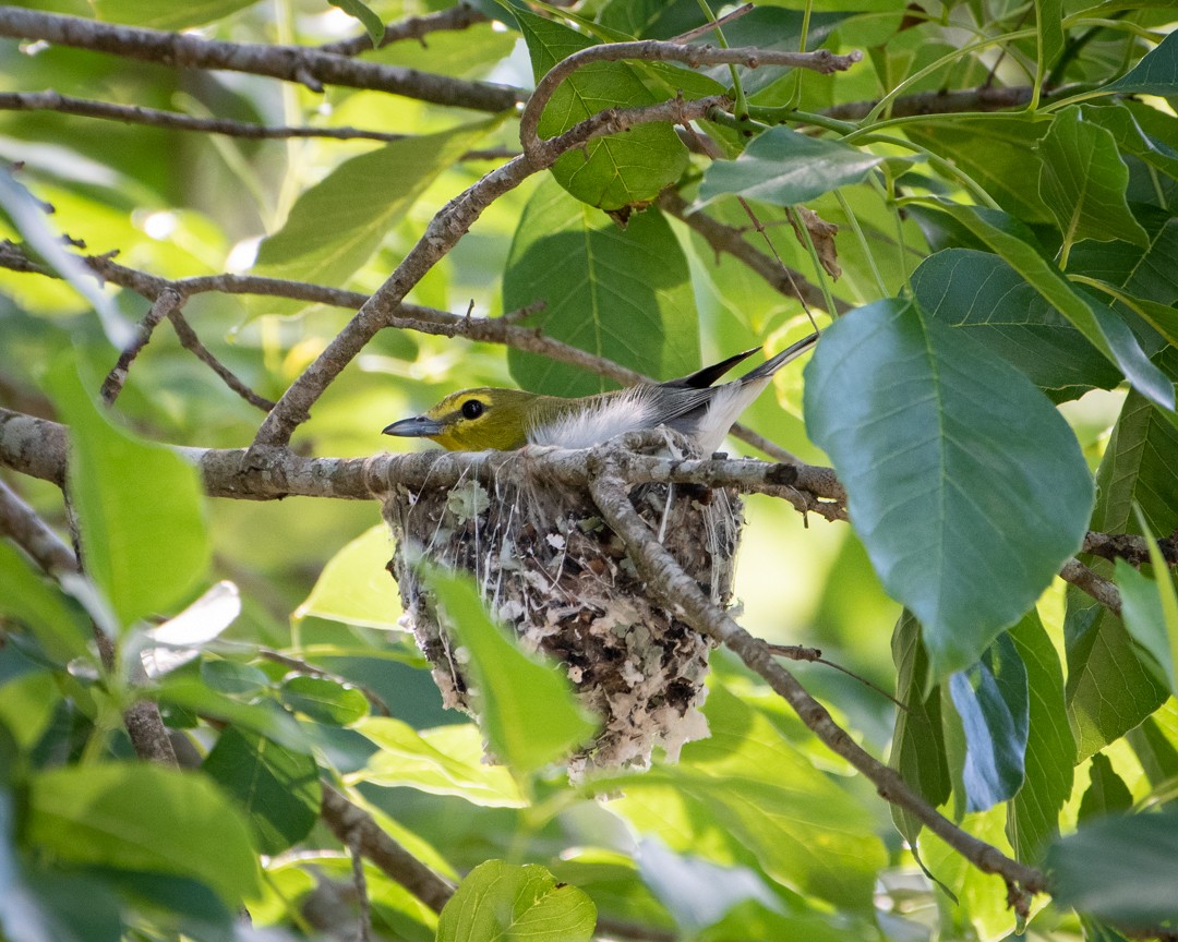 gulbrystvireo - ML325296091