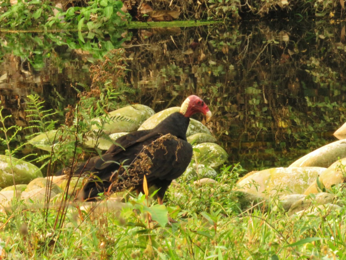 Turkey Vulture - ML325296131