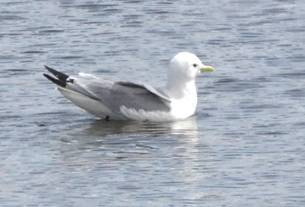 Black-legged Kittiwake - ML325296221