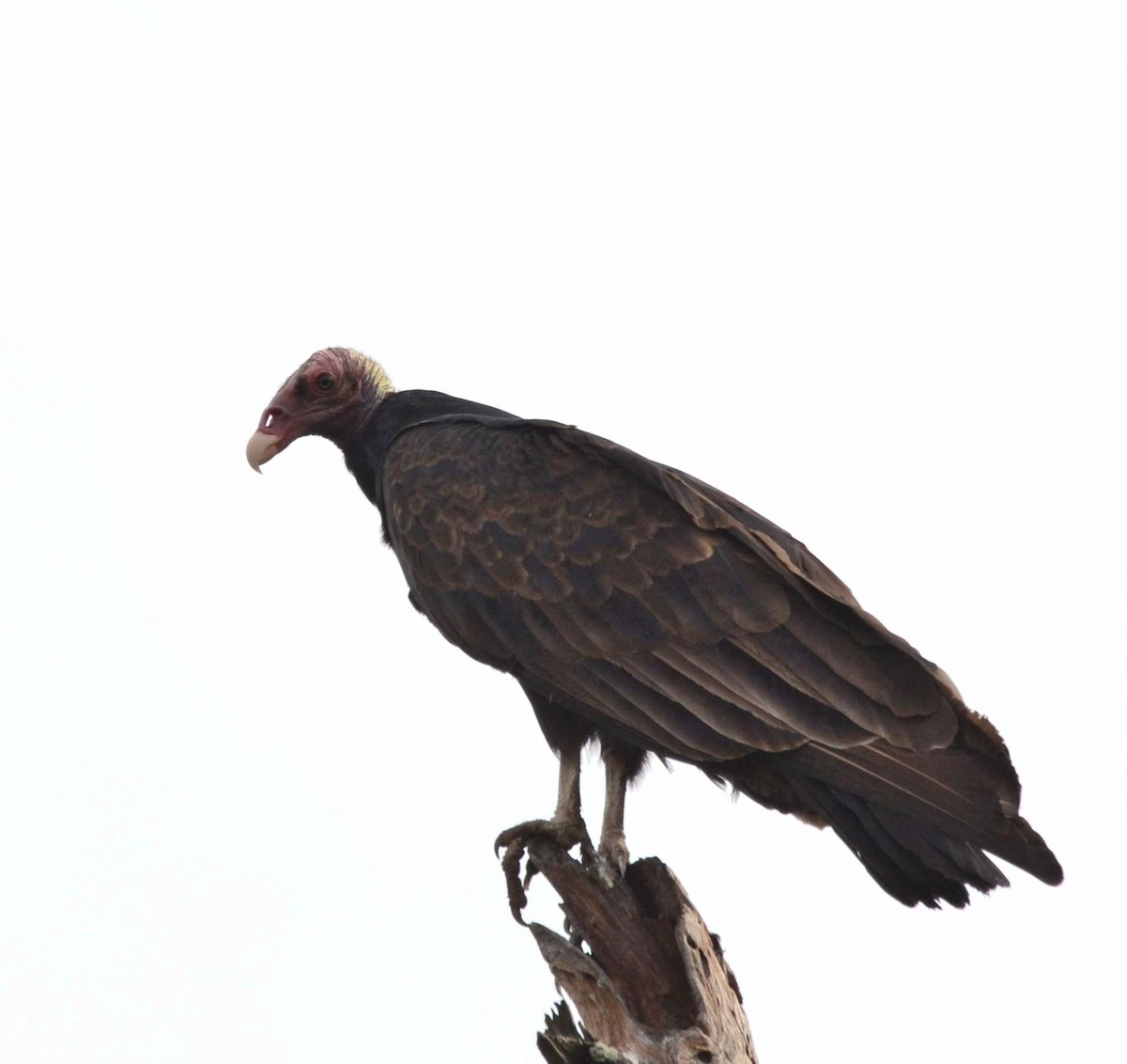 Turkey Vulture - ML325296691
