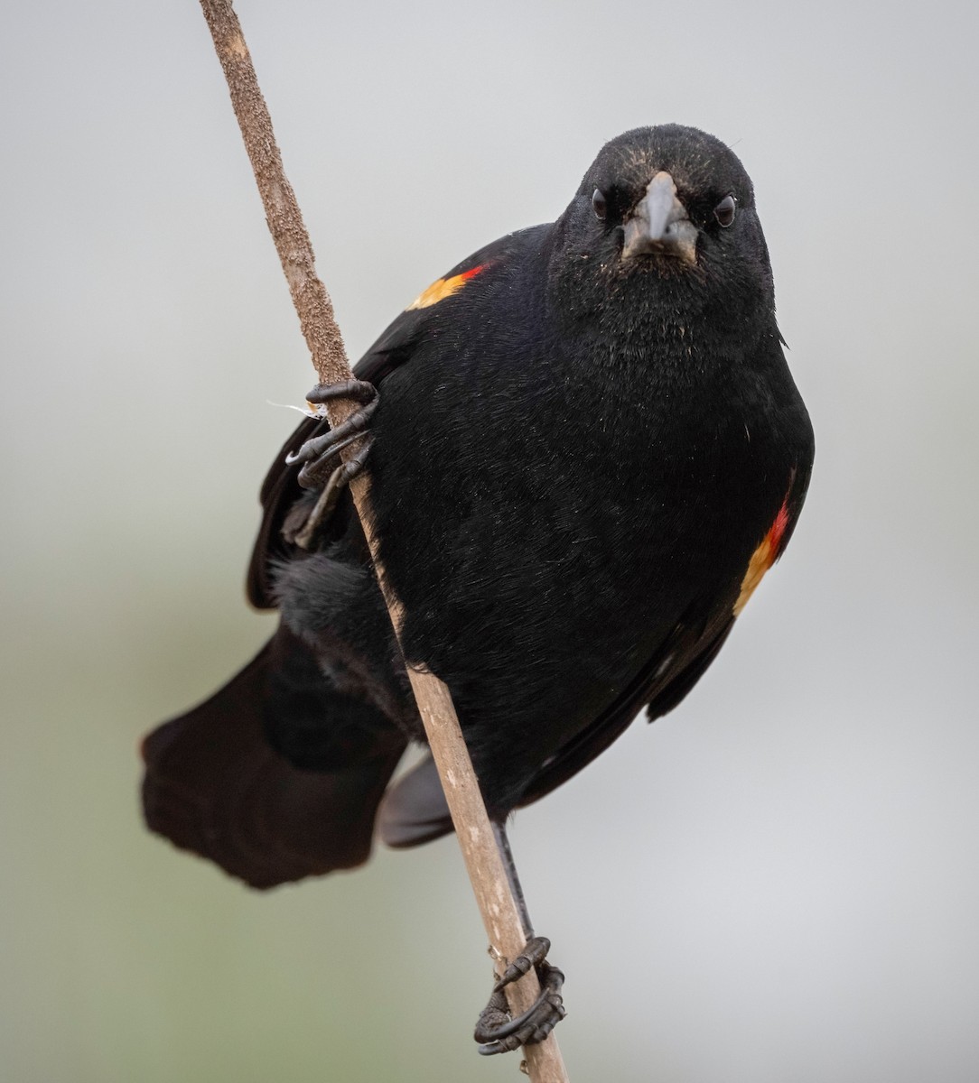 Red-winged Blackbird - ML325297461