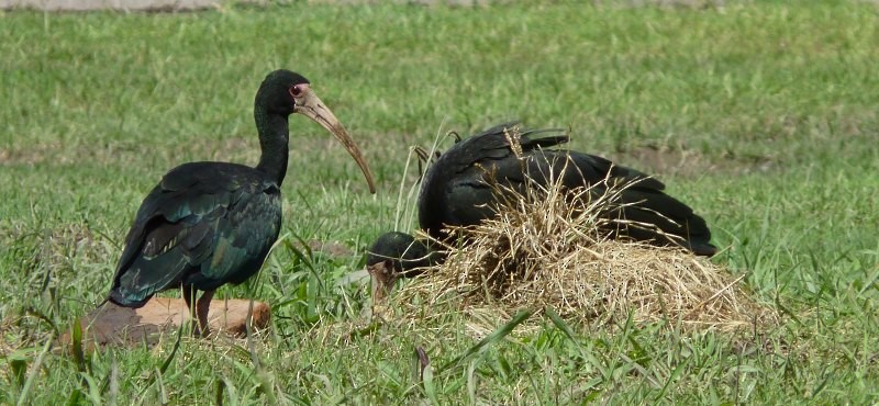 Bare-faced Ibis - Fernando Rodriguez