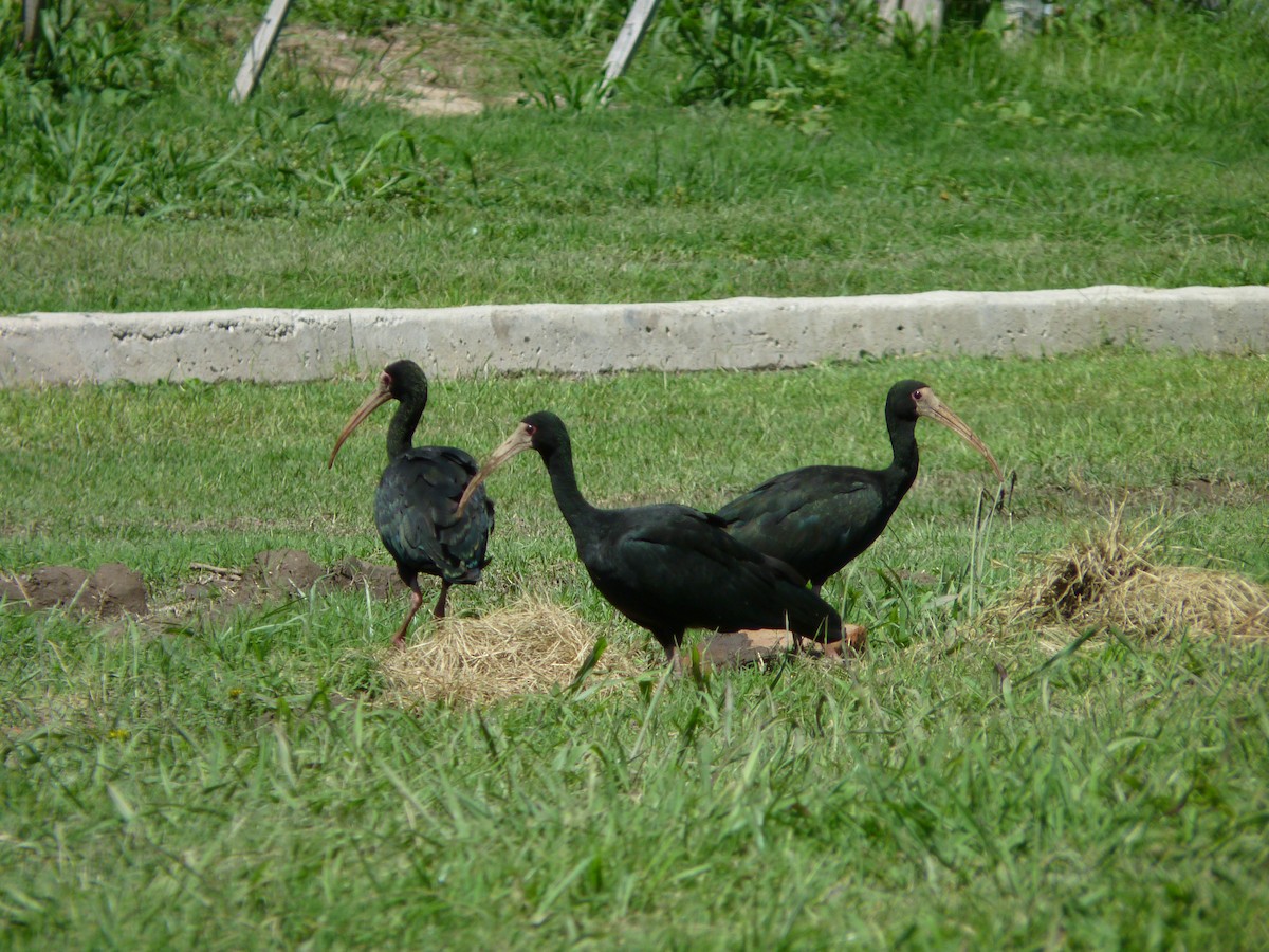 ibis tmavý - ML325297671