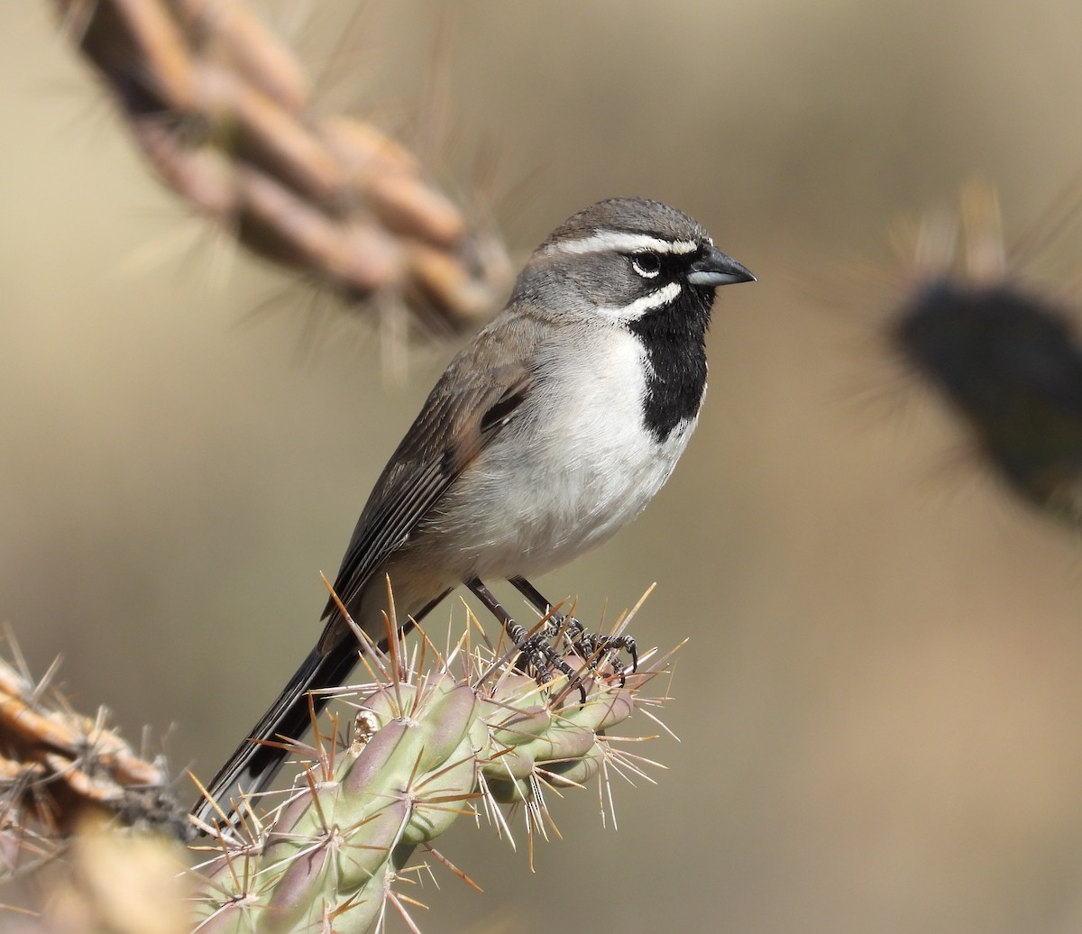 Black-throated Sparrow - Joan Grant