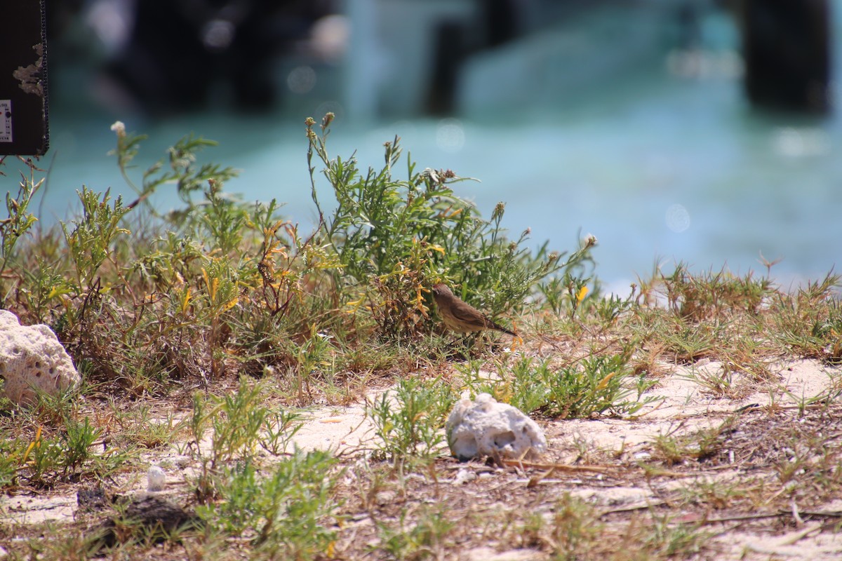 Palm Warbler - ML325302631