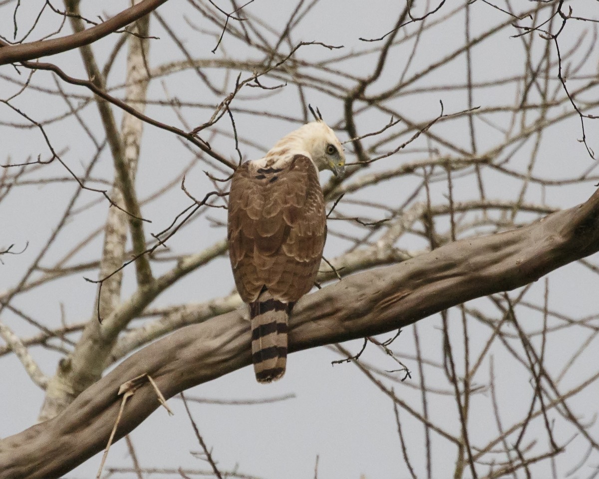 Ornate Hawk-Eagle - ML325302981