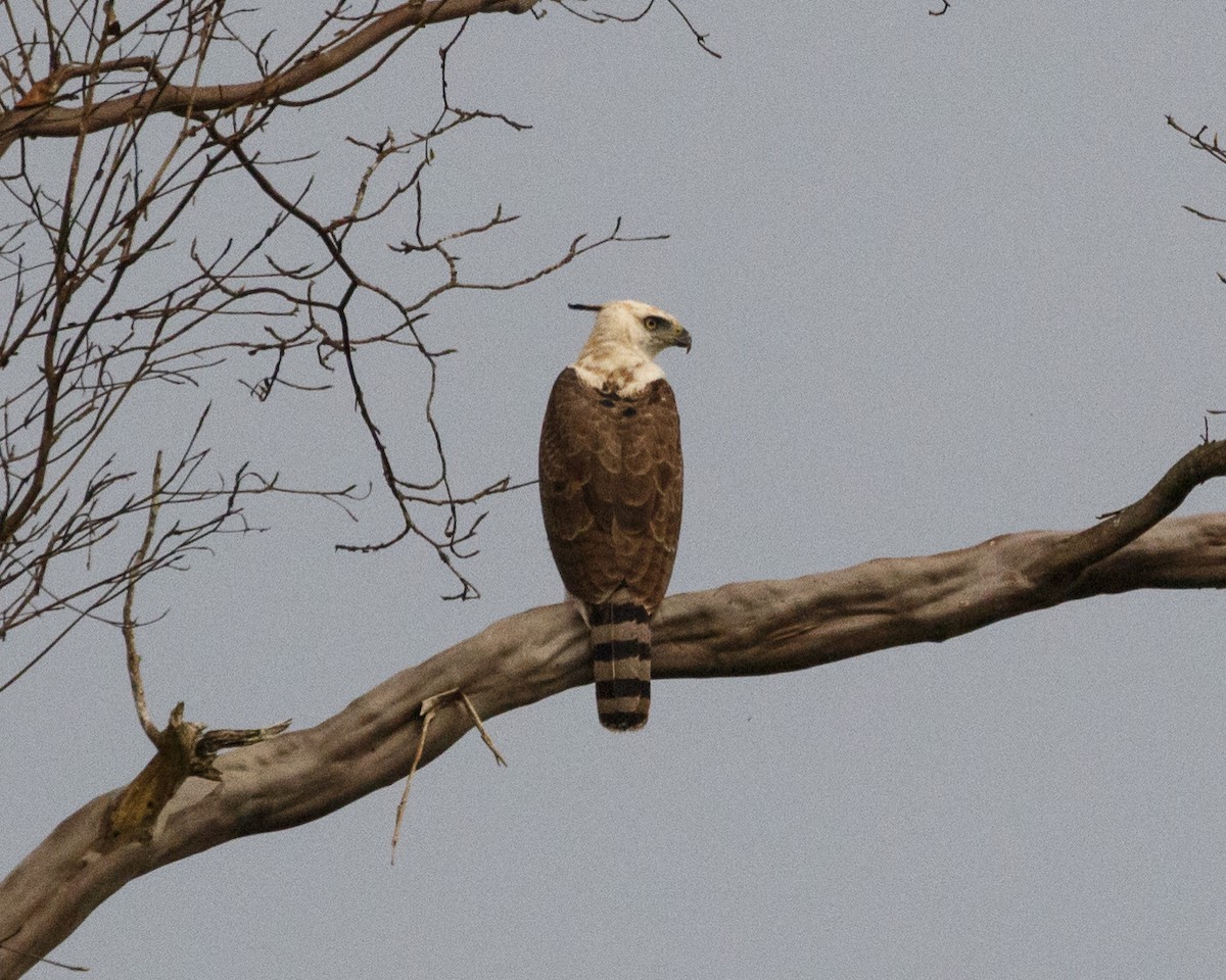 Ornate Hawk-Eagle - ML325303011