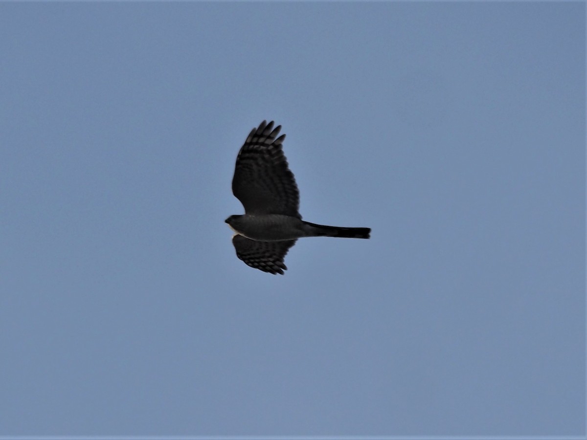 Sharp-shinned Hawk - ML325304281