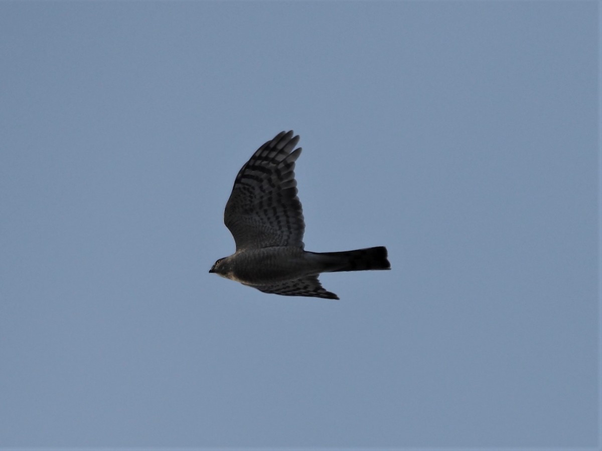 Sharp-shinned Hawk - ML325304291