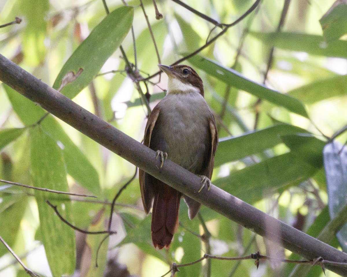 Dusky-cheeked Foliage-gleaner - Silvia Faustino Linhares