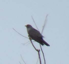 Common Cuckoo - Unai Fuente Gómez