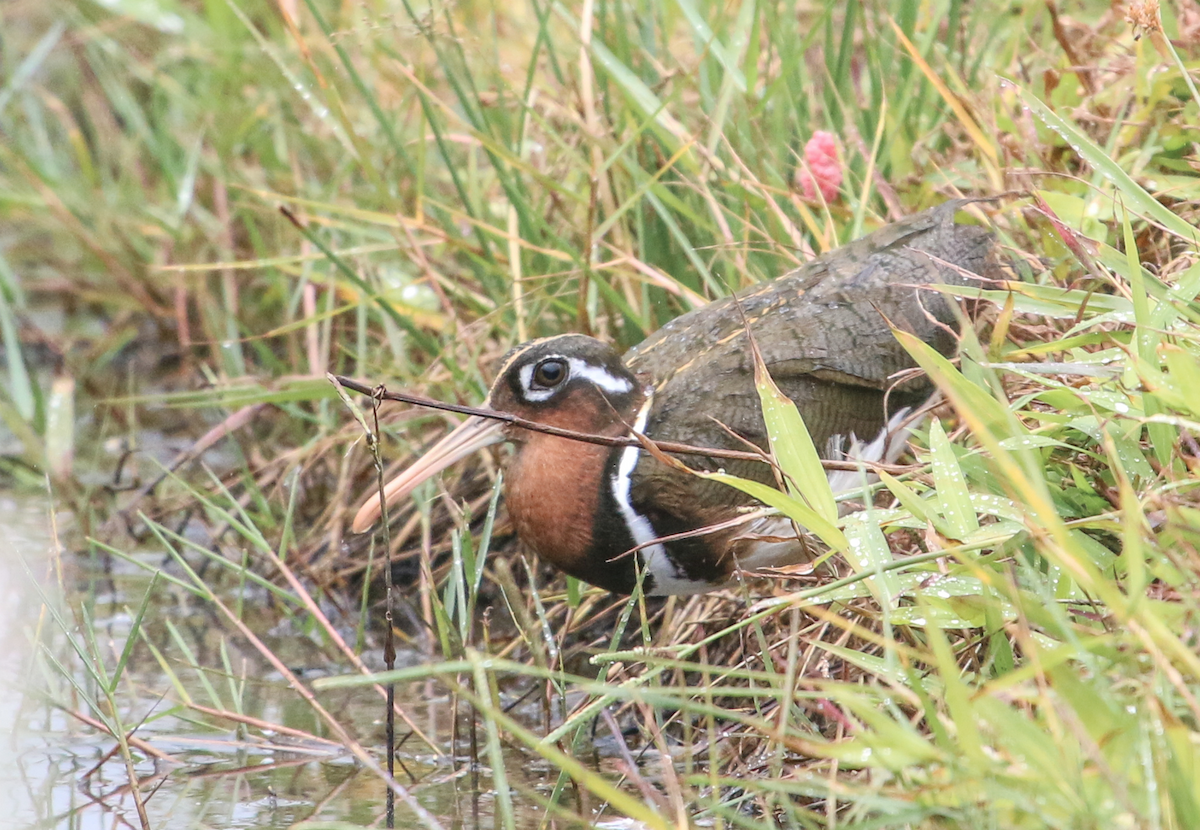 Greater Painted-Snipe - ML325309901