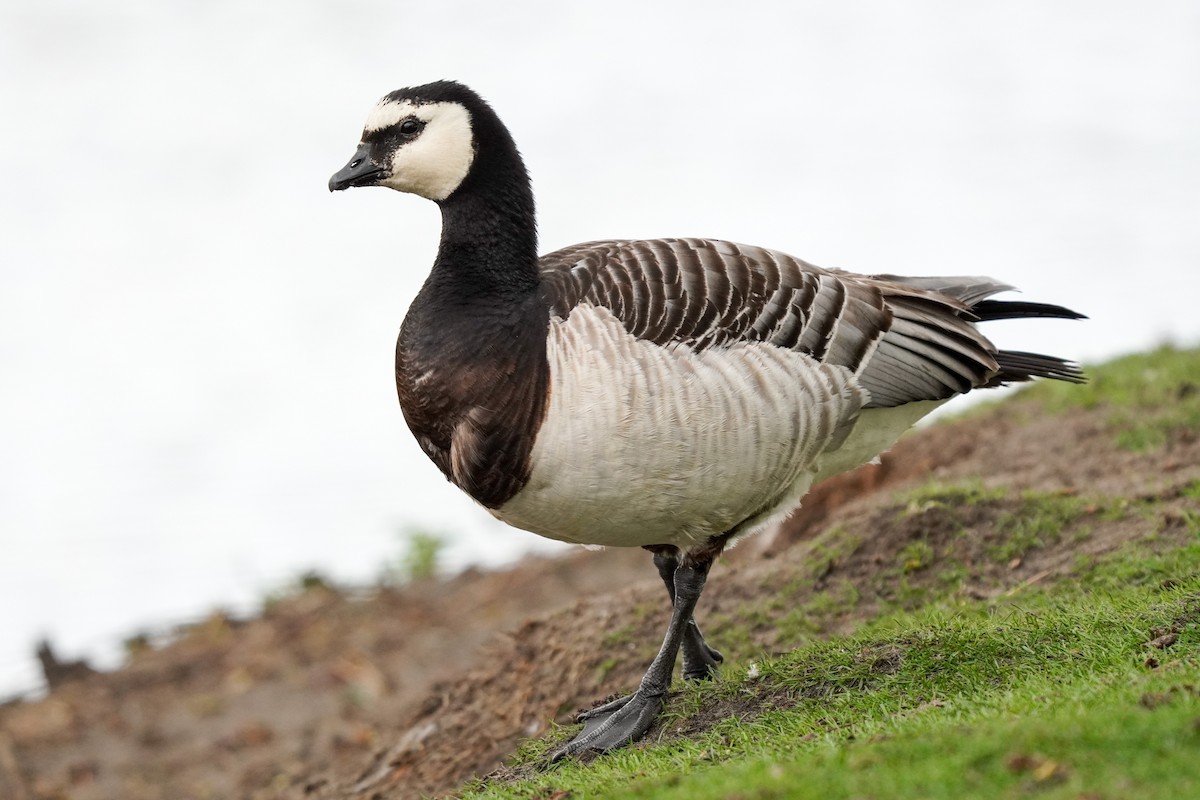 Barnacle Goose - ML325310811