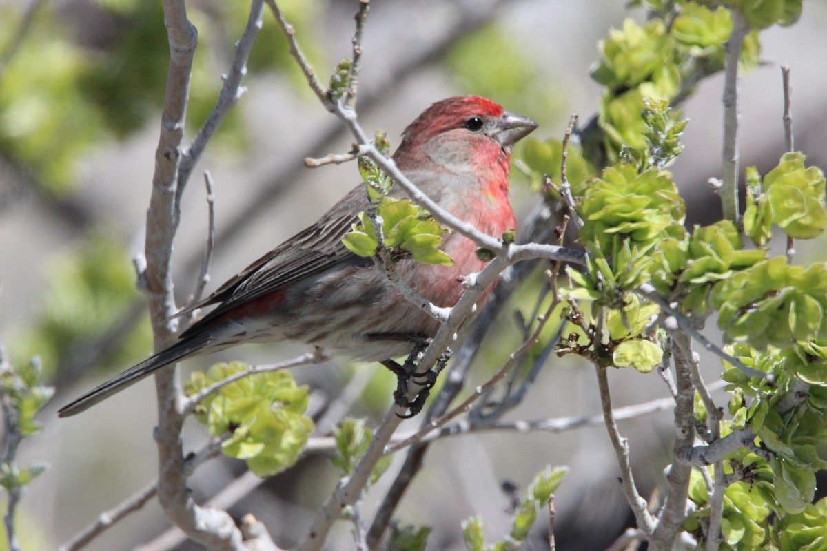 House Finch - ML325311791