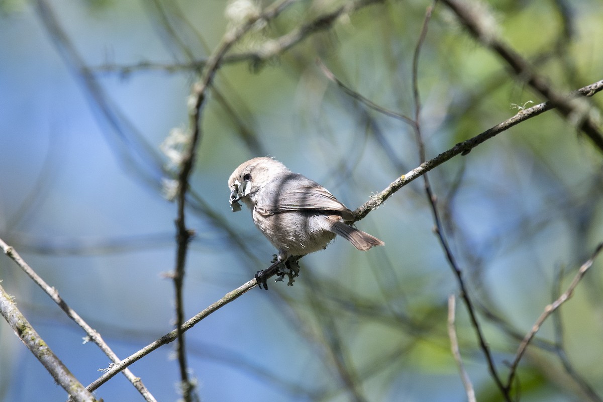 Bushtit - ML325312661