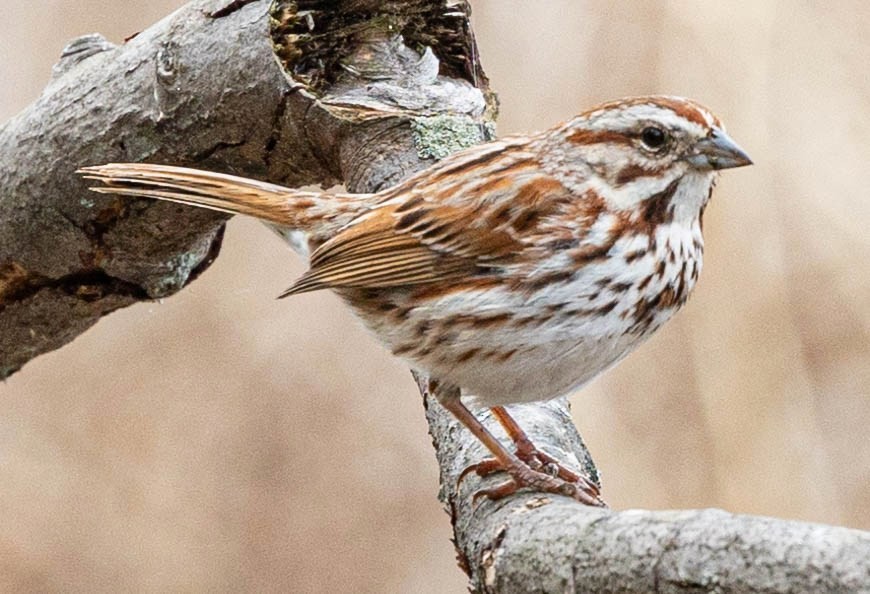 Song Sparrow - Robert Bochenek