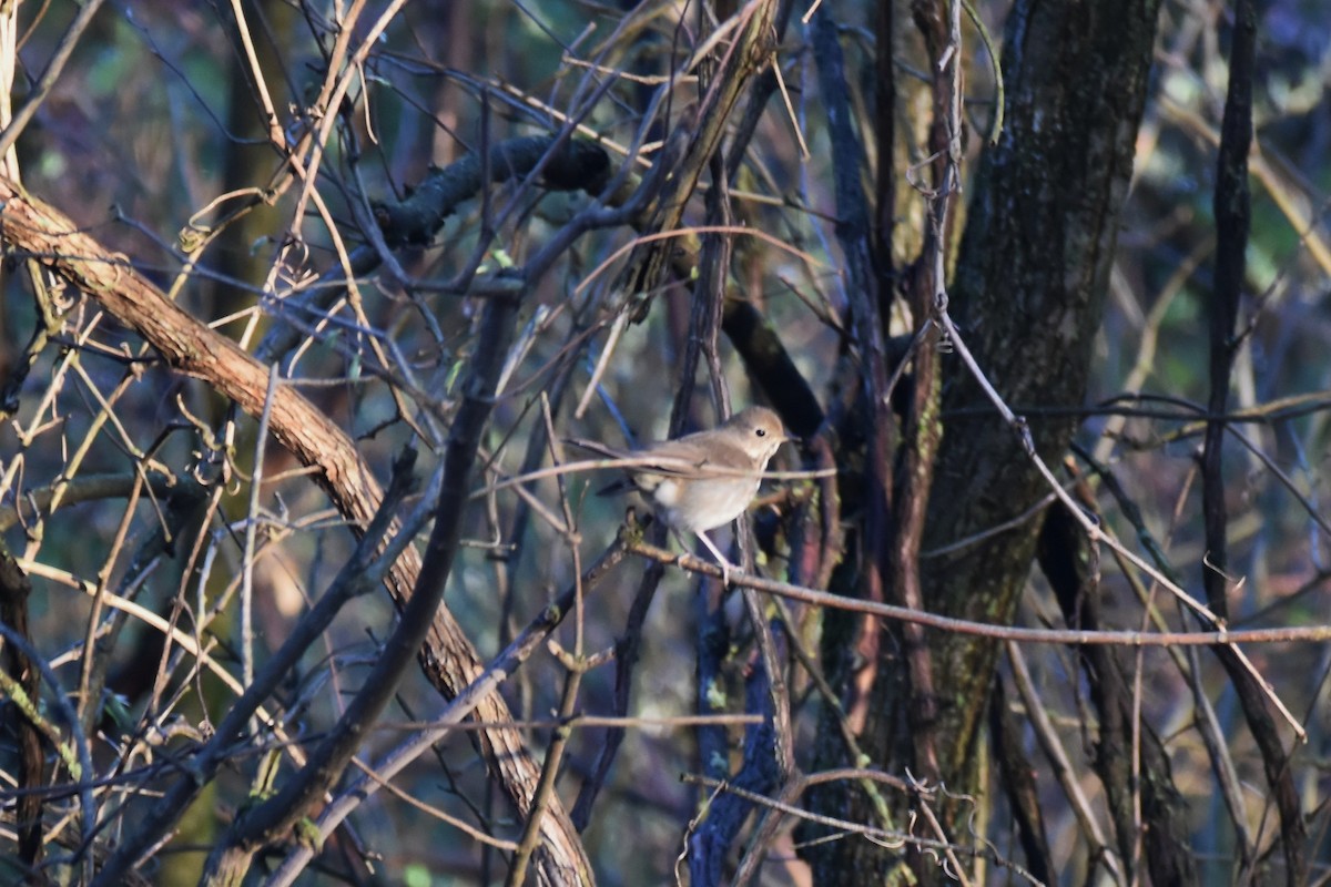 Hermit Thrush - ML325313061
