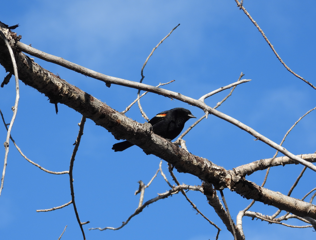 Red-winged Blackbird - ML325313491