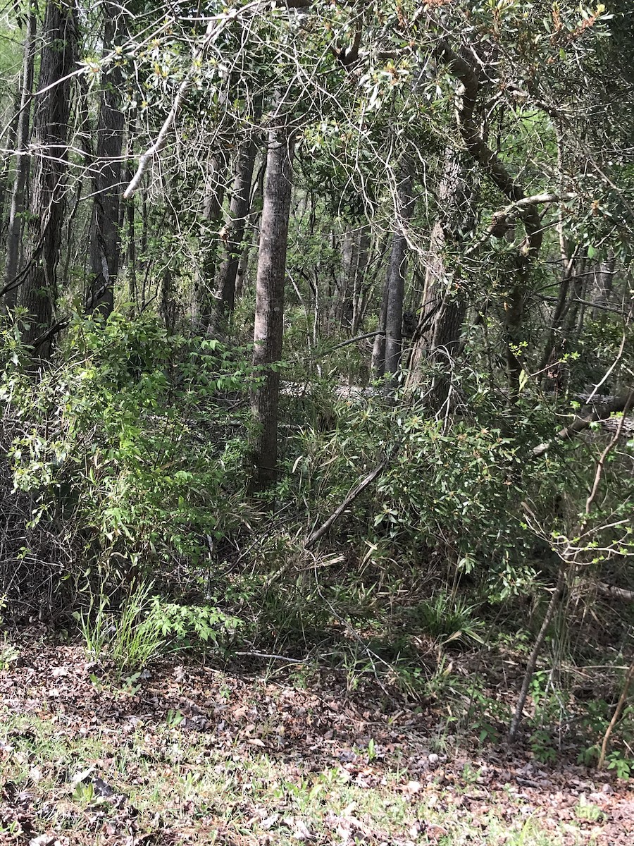 Barred Owl - ML325314501