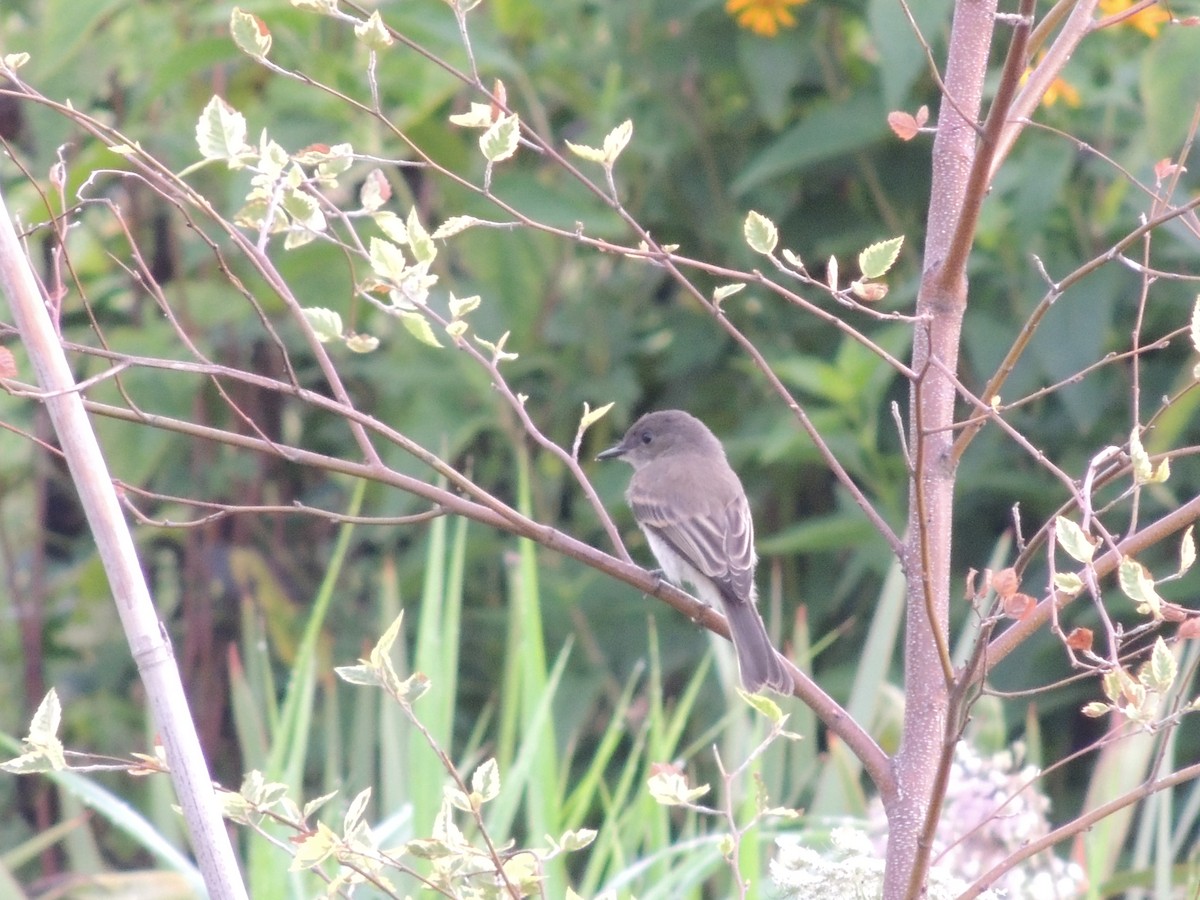 Eastern Phoebe - ML32531551