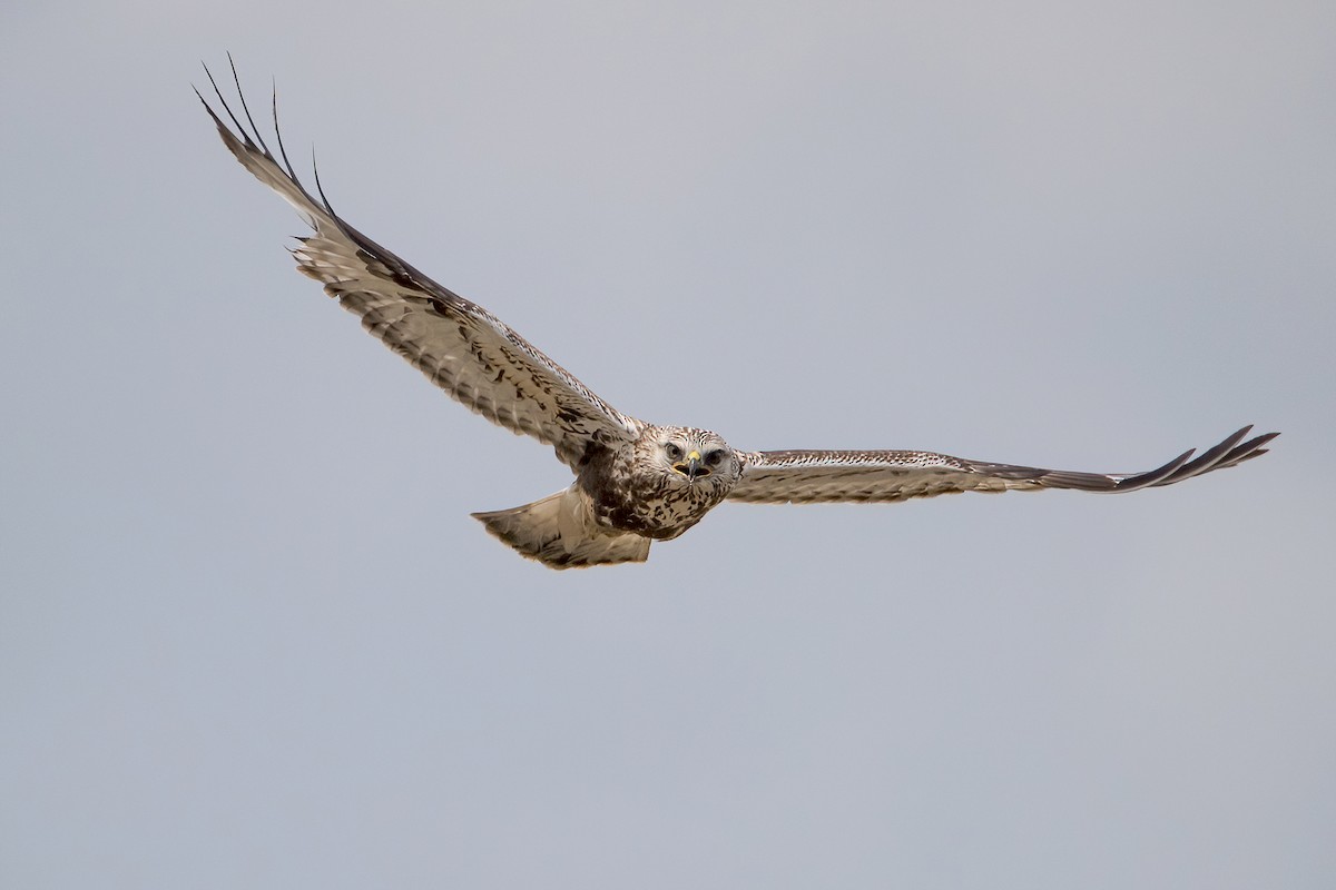 Rough-legged Hawk - Sue Barth