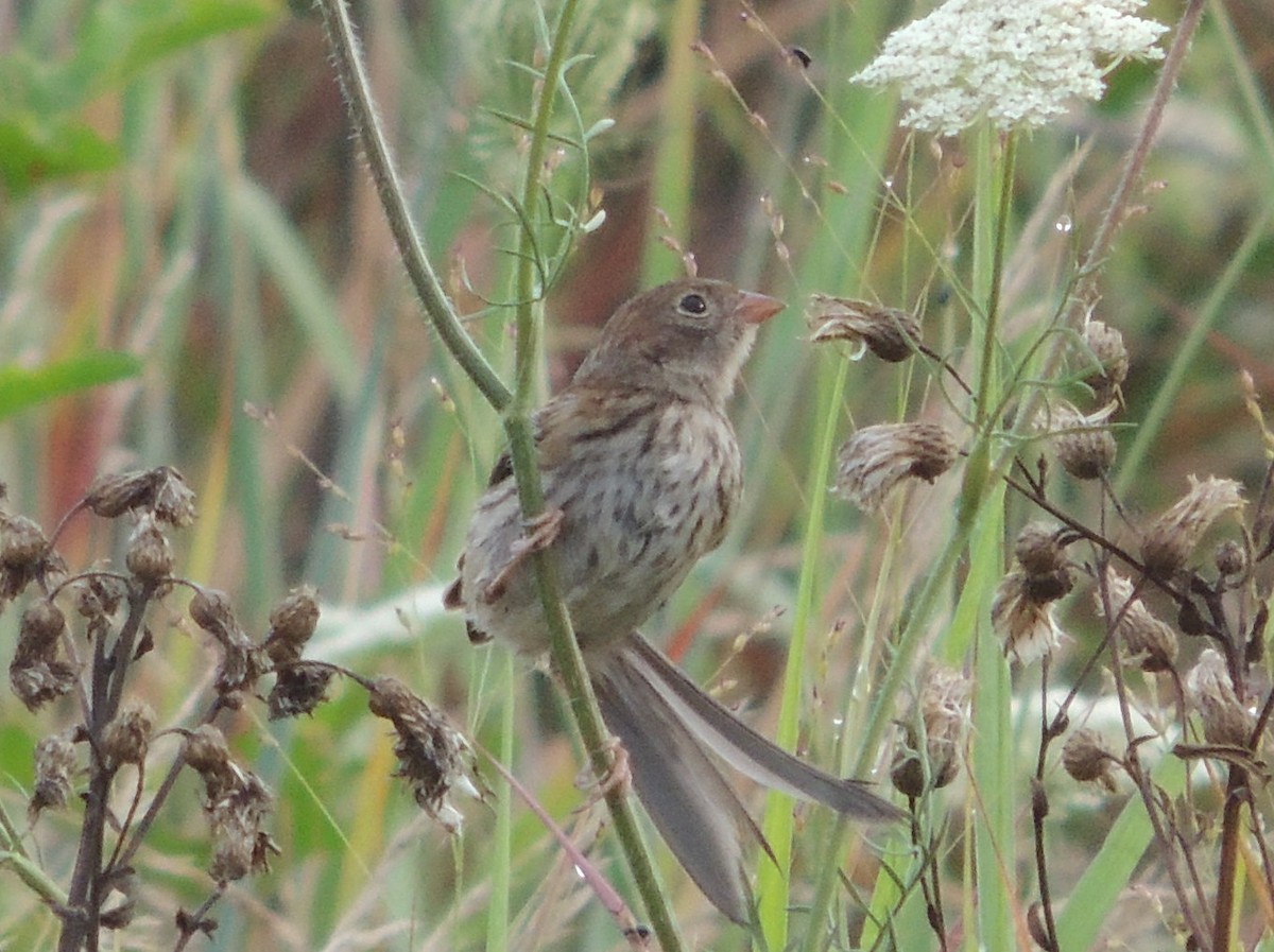 Field Sparrow - ML32531671
