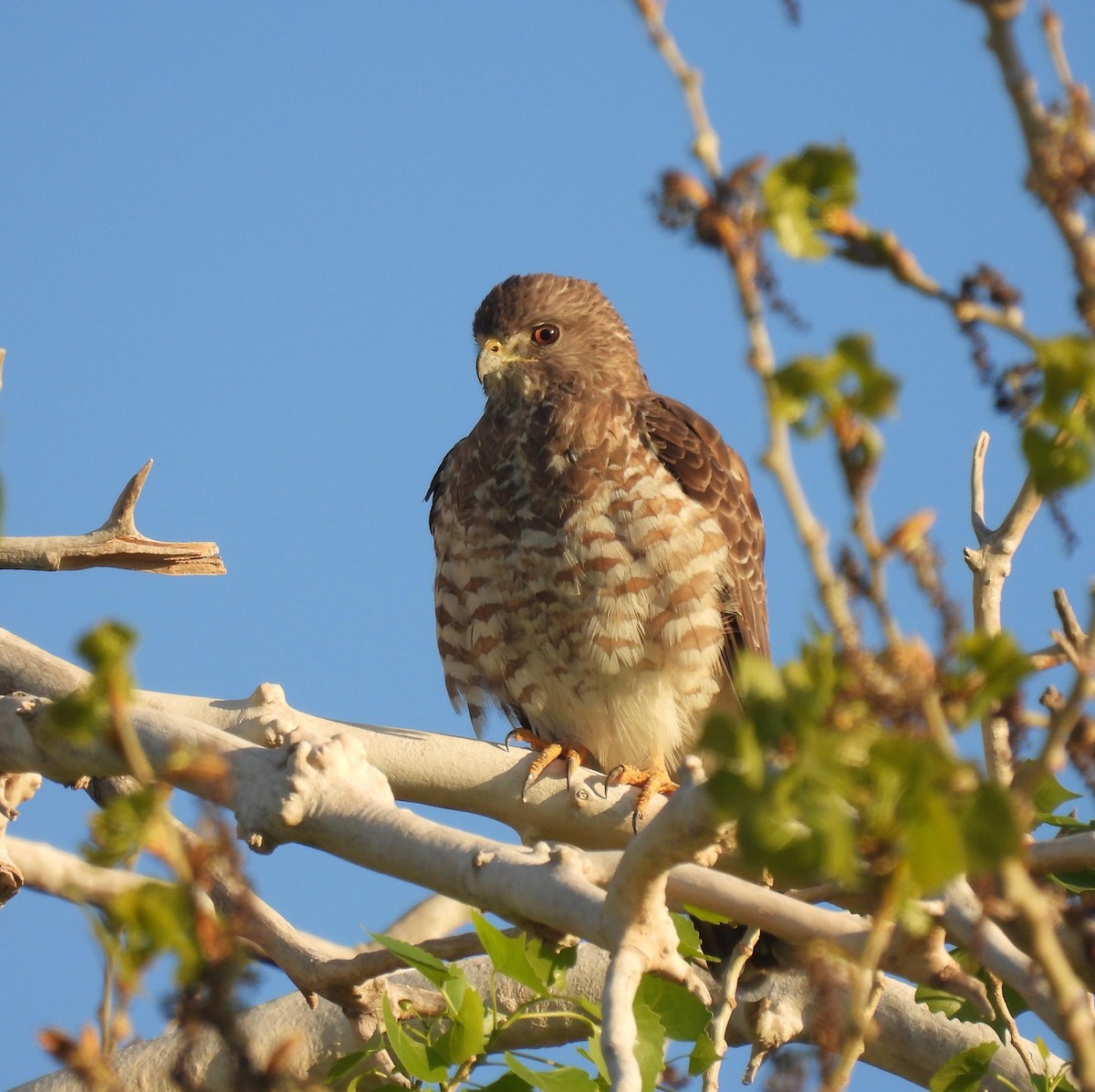 Broad-winged Hawk - ML325316931