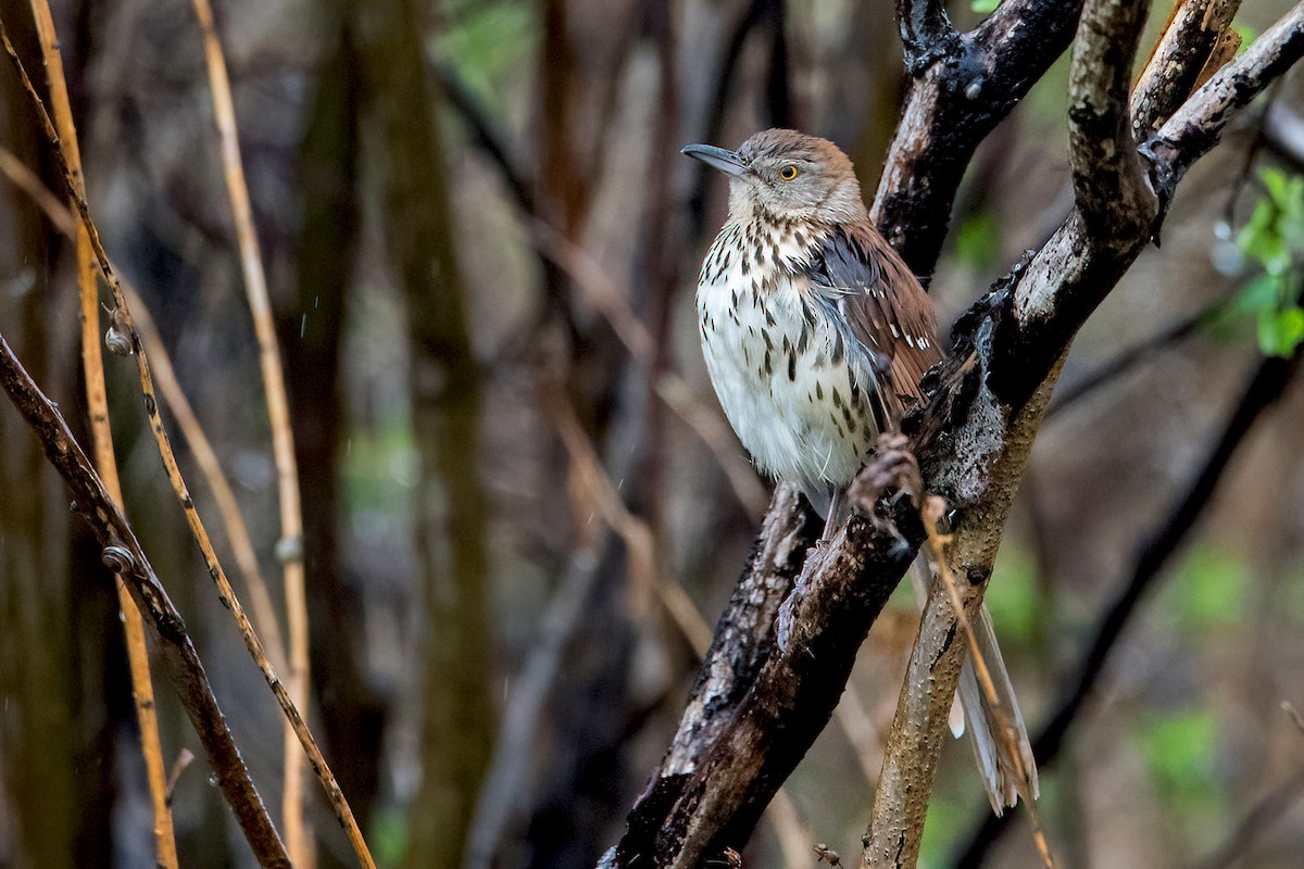 Brown Thrasher - ML325317471