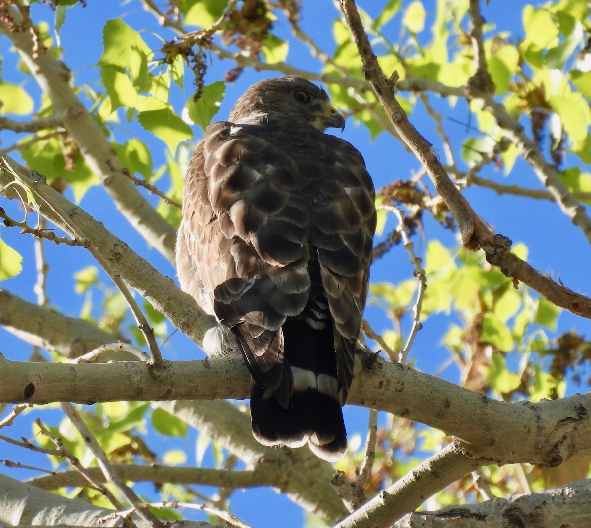 Broad-winged Hawk - ML325317791