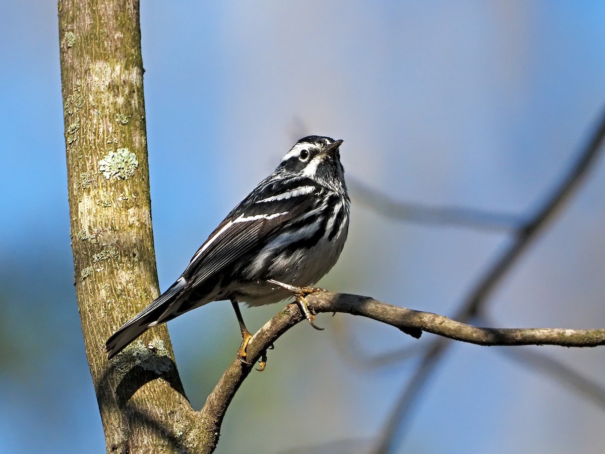 Black-and-white Warbler - Gary Mueller