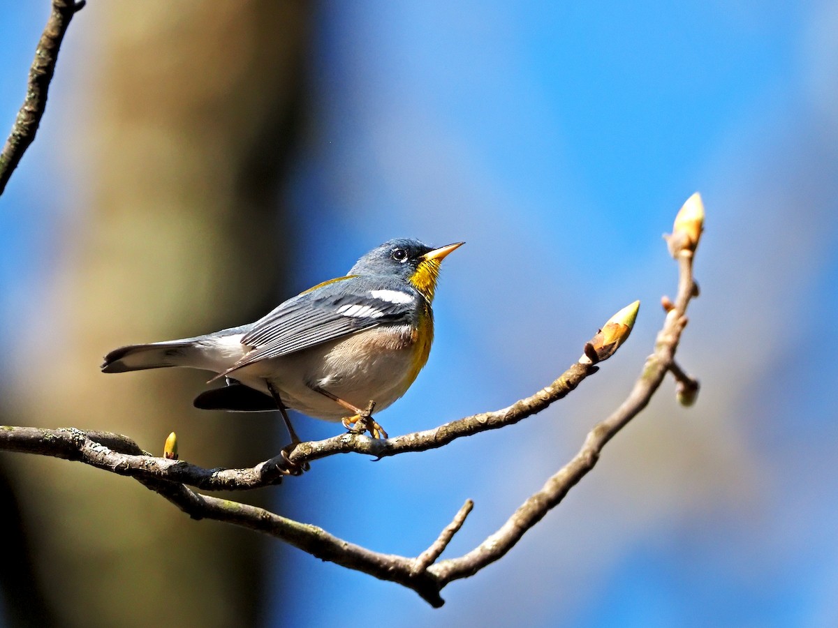 Northern Parula - ML325318741