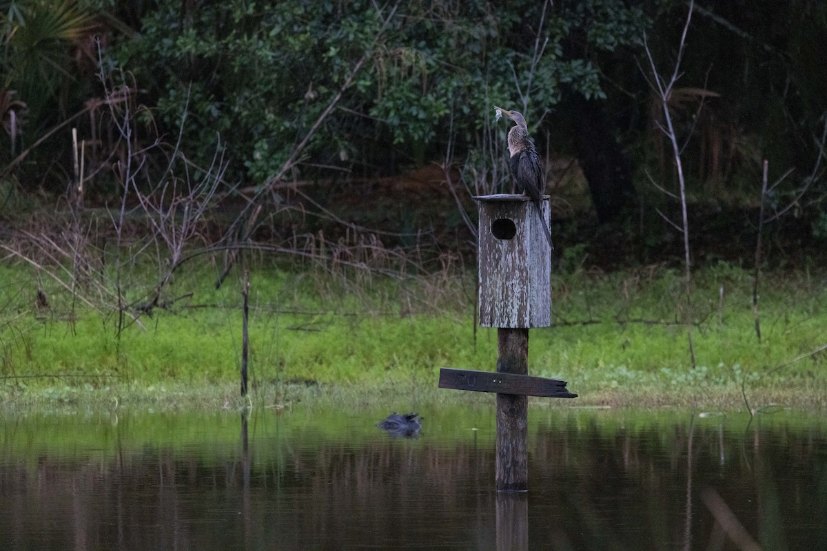 Anhinga Americana - ML325319251