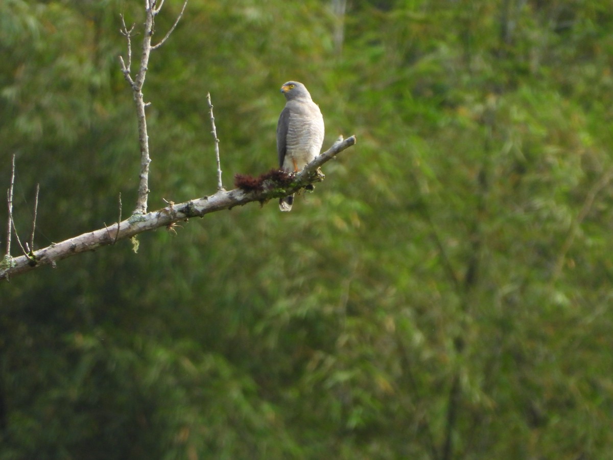 Roadside Hawk - ML325319581