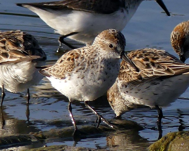 Western Sandpiper - ML325320441