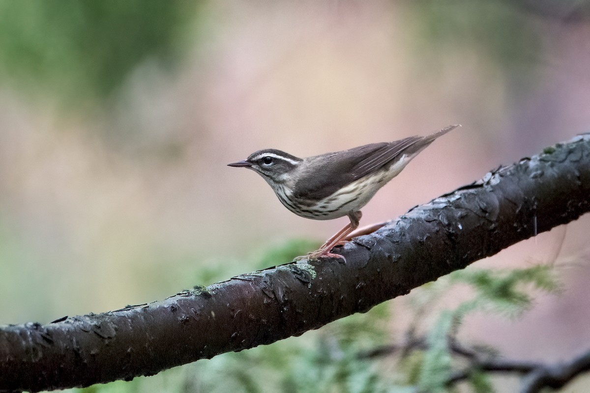 Louisiana Waterthrush - Sue Barth