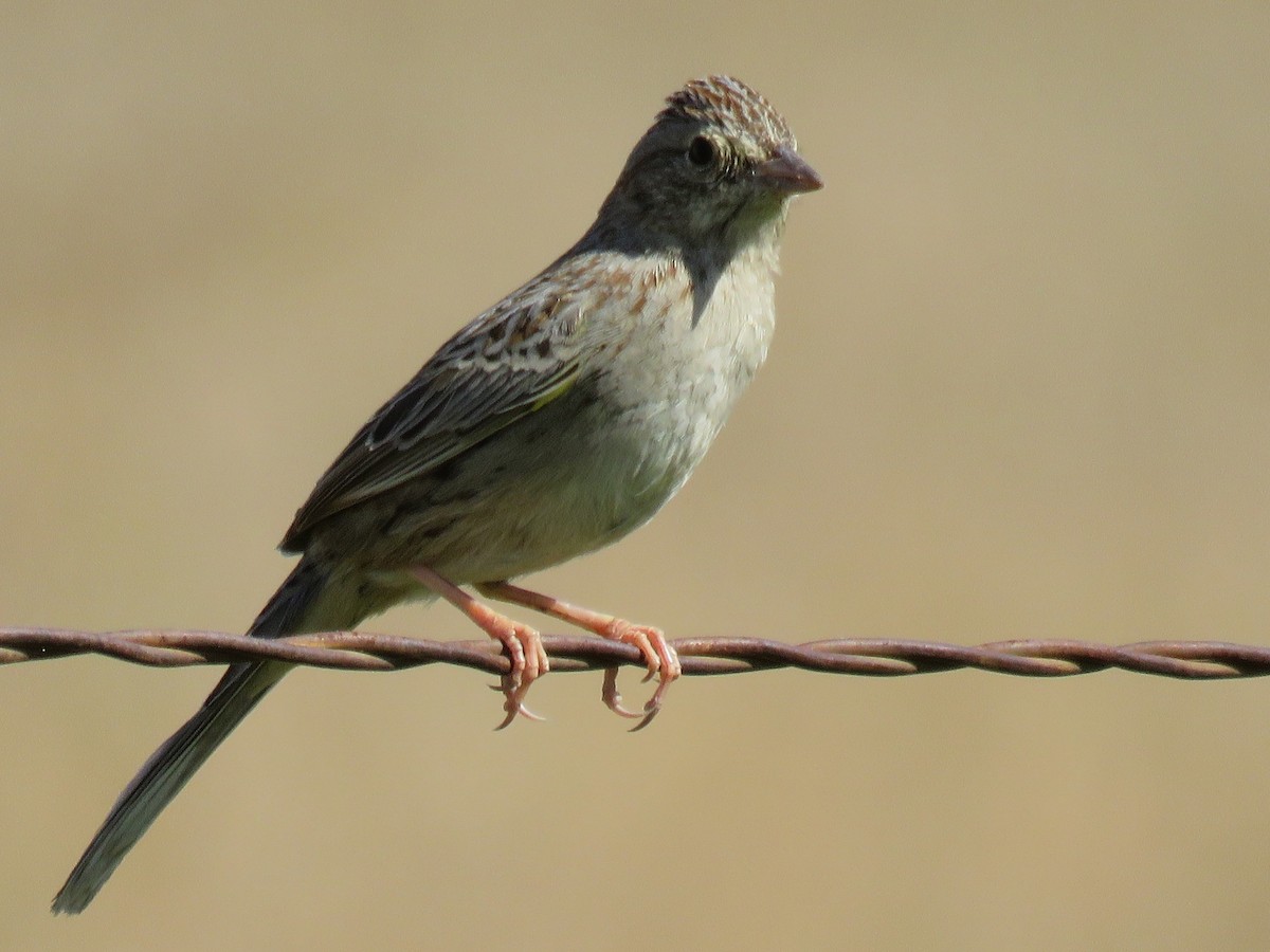 Cassin's Sparrow - ML325322901