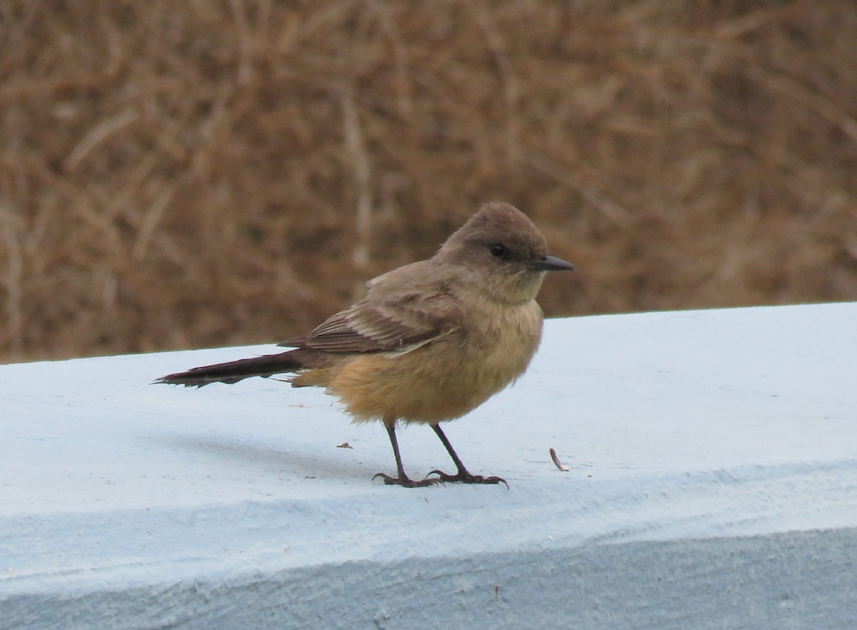 Say's Phoebe - ML325325811